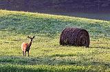 Deer & Bale_26266